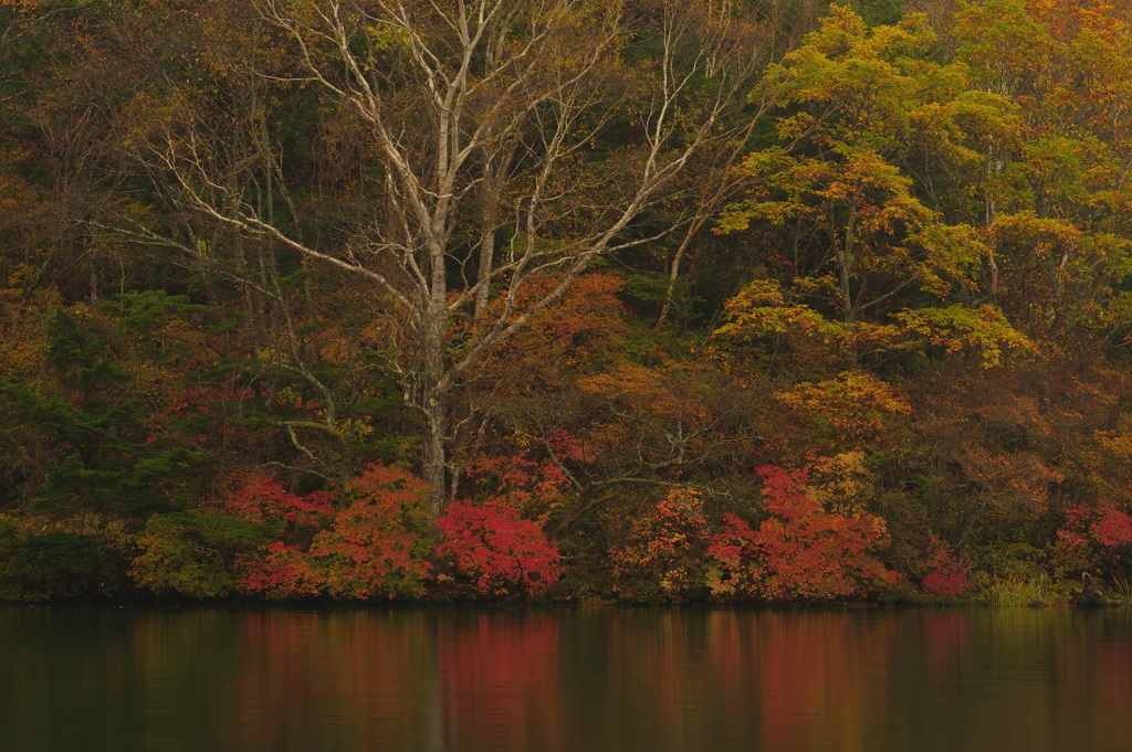 紅葉する早朝の水辺