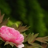 苔寺に咲く牡丹