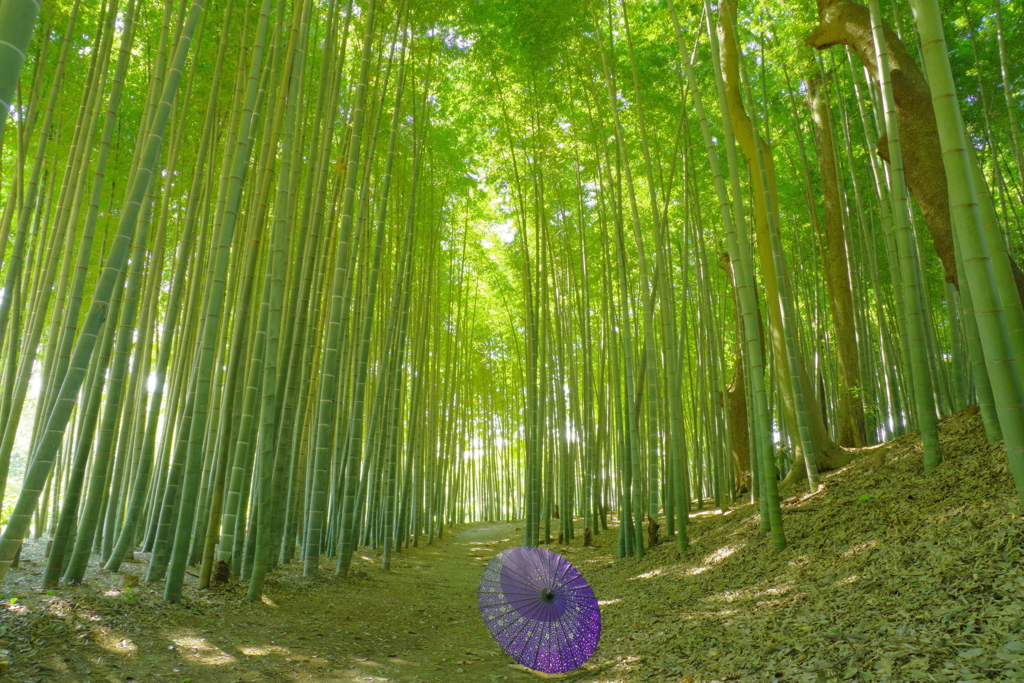 夏の竹林を通り抜けて