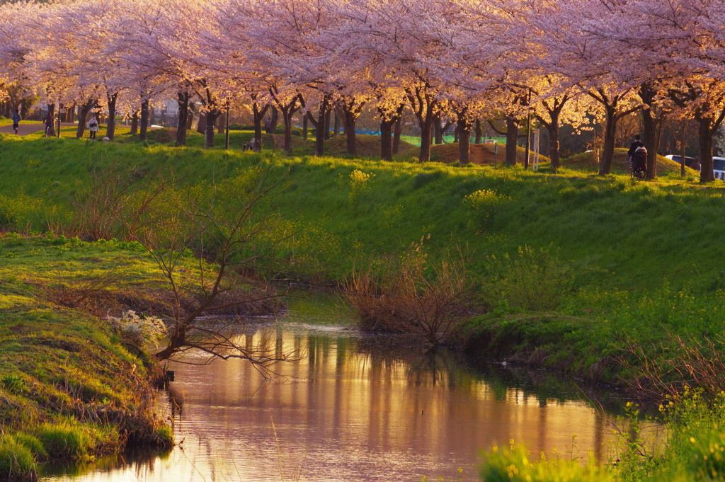 夕陽を浴びる桜並木