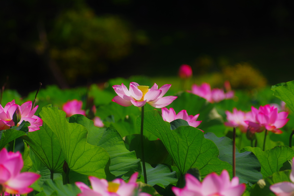 夏に咲く花