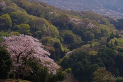 山里に咲く桜