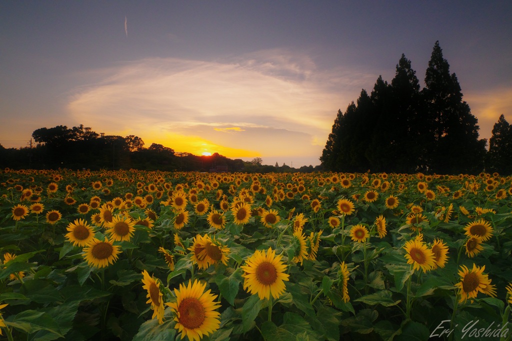 夕暮れ時のヒマワリ畑
