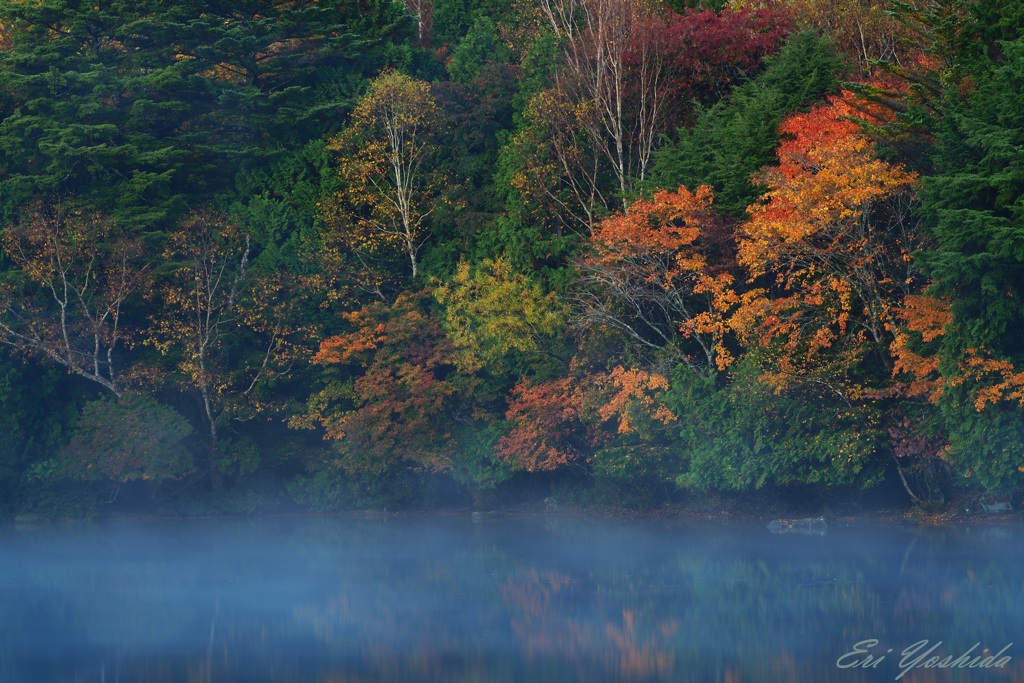 朝靄と紅葉する木々たち