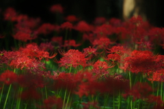 秋の赤い花