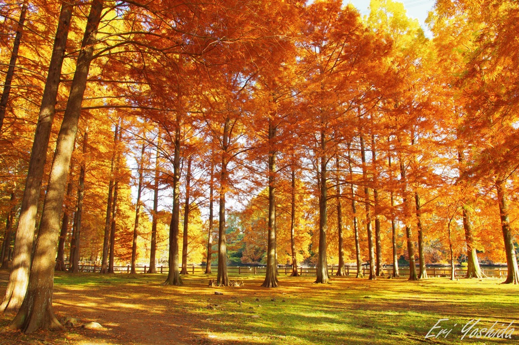 私の街の紅葉はじまる