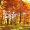 私の街の紅葉はじまる