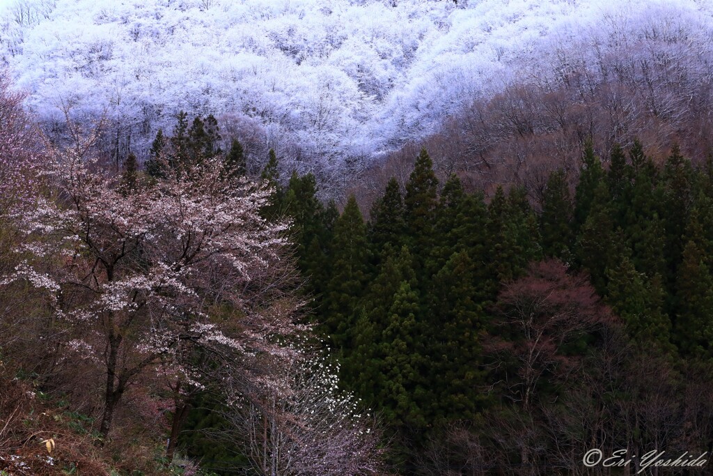 雪山と山桜 