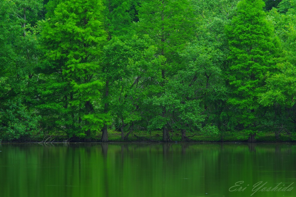 初夏の水辺
