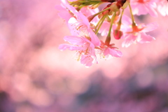 夕暮れ時の河津桜