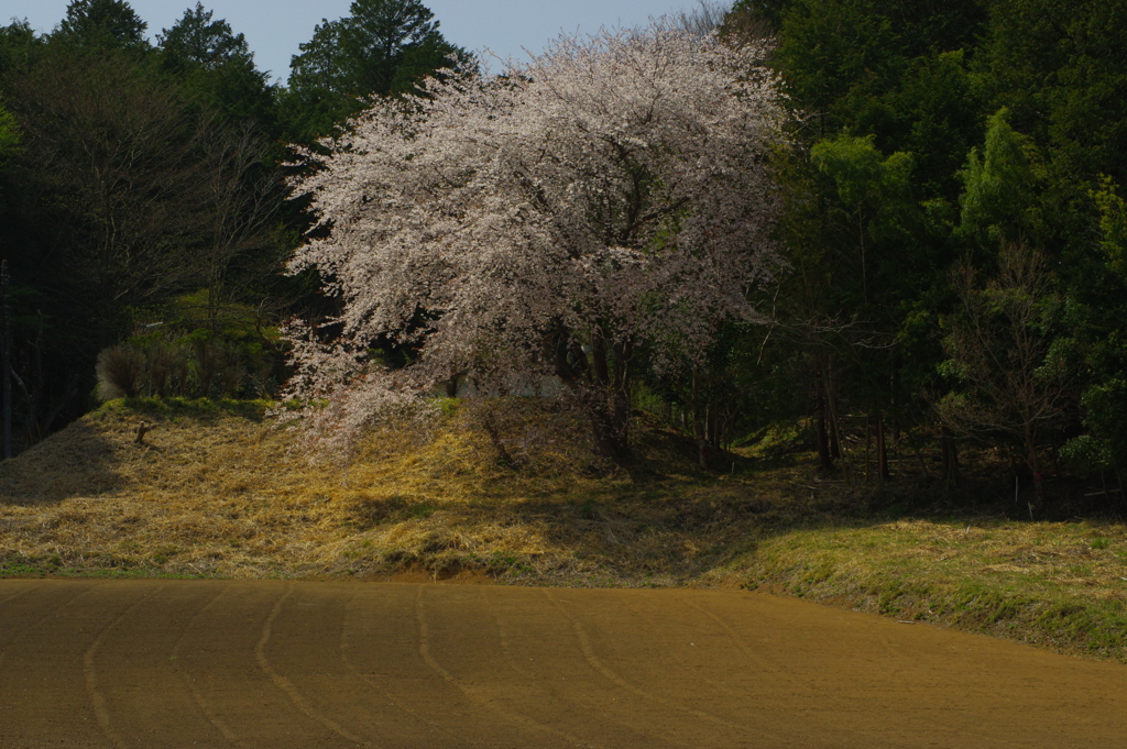 里山に咲く名もない桜