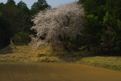 里山に咲く名もない桜