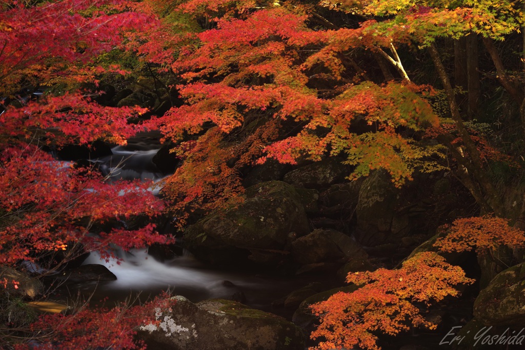 渓流の紅葉はじまる