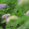 色づき始めた紫陽花