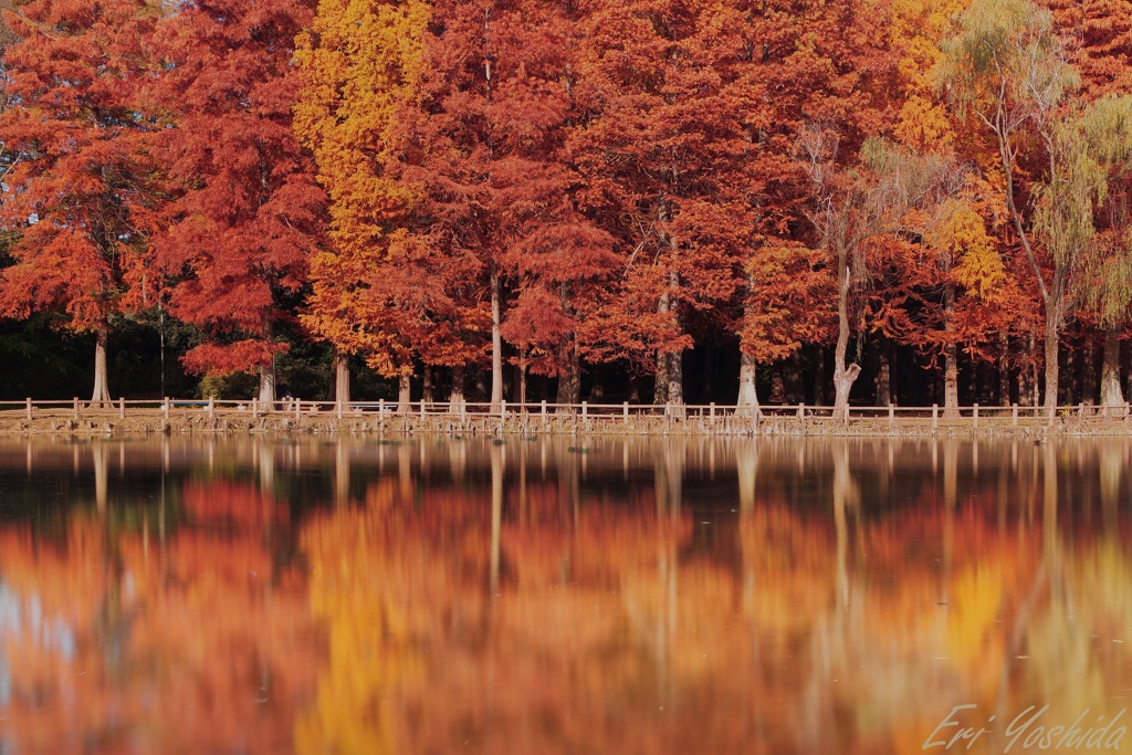 私の街の紅葉はじまる