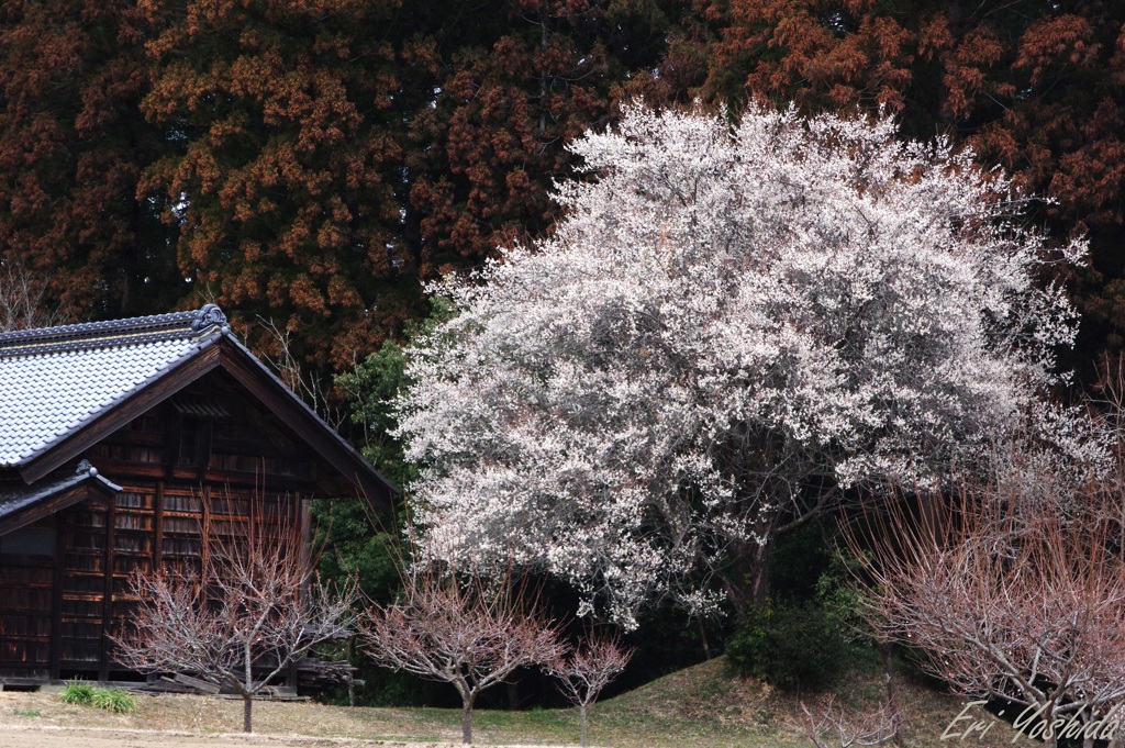 早春の山里