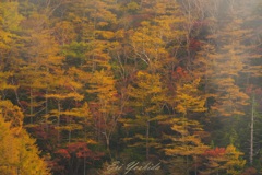 紅葉を隠す秋の山霧