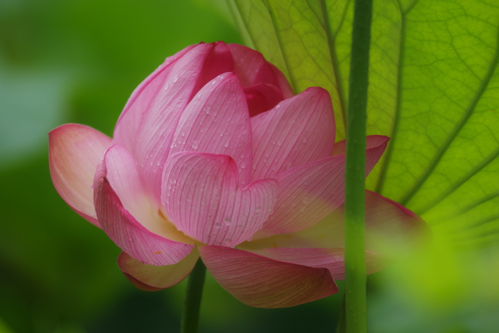 濡れたハスの花