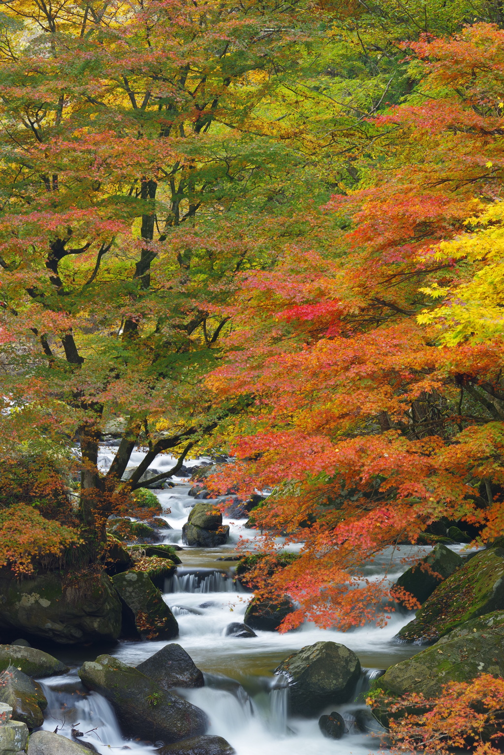 紅葉始まる早朝の渓流