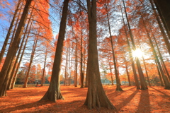 落ち葉のじゅうたん