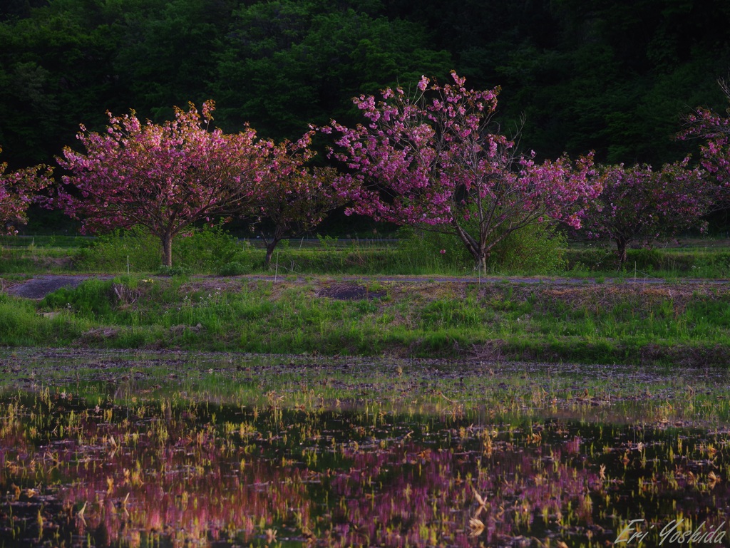 夕暮れの桜