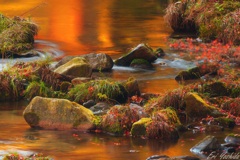 水面に映える秋色 