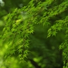 そして､初夏へ