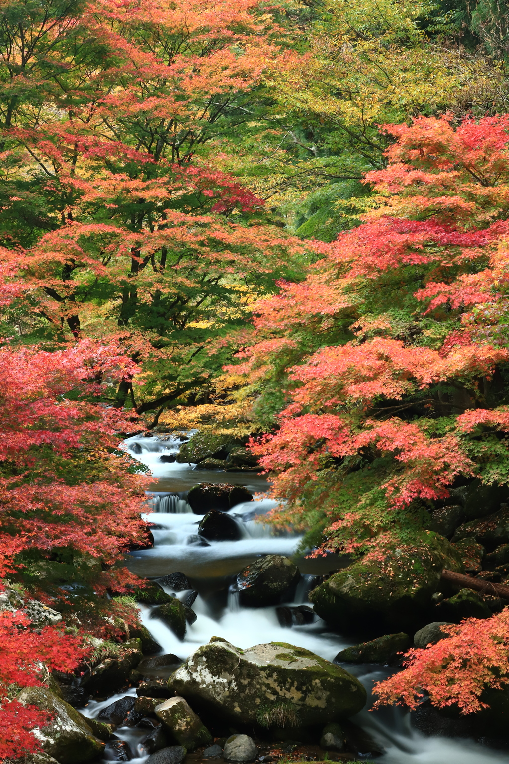 彩る渓谷の秋