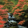 彩る渓谷の秋