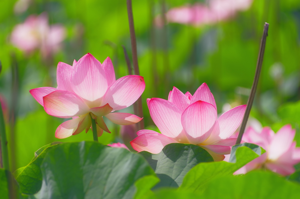 そろそろ見ごろを迎える蓮の花