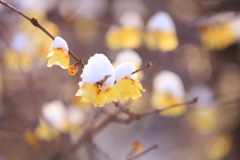 雪をかぶった蝋梅