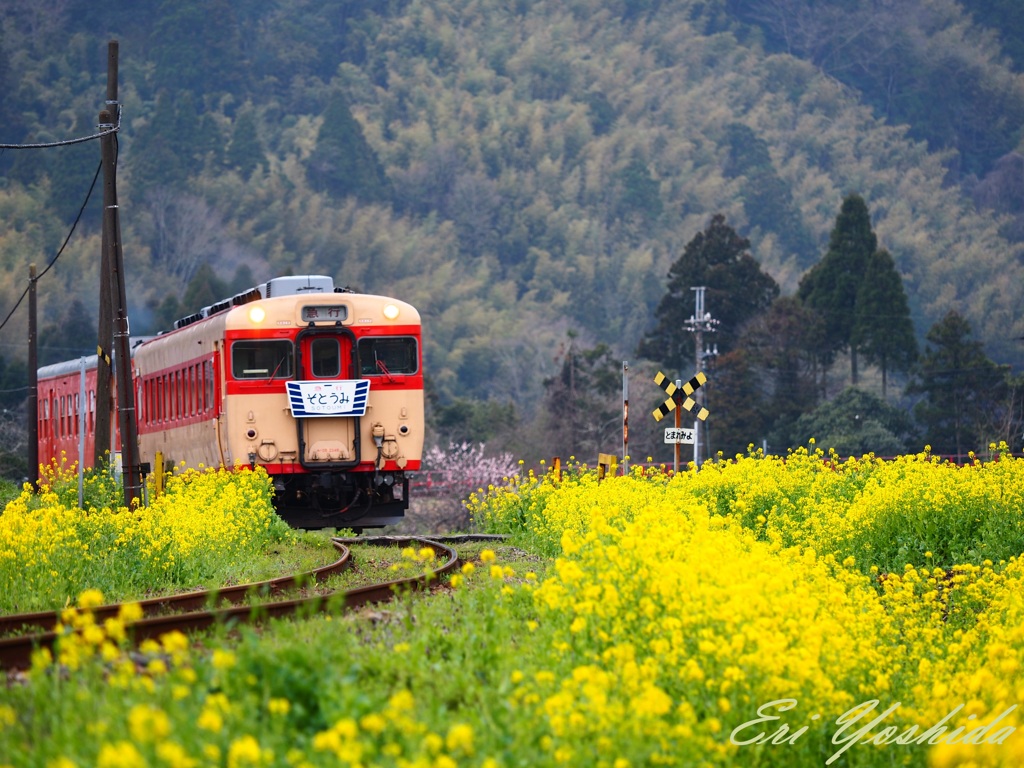 春を走る、いすみ鉄道