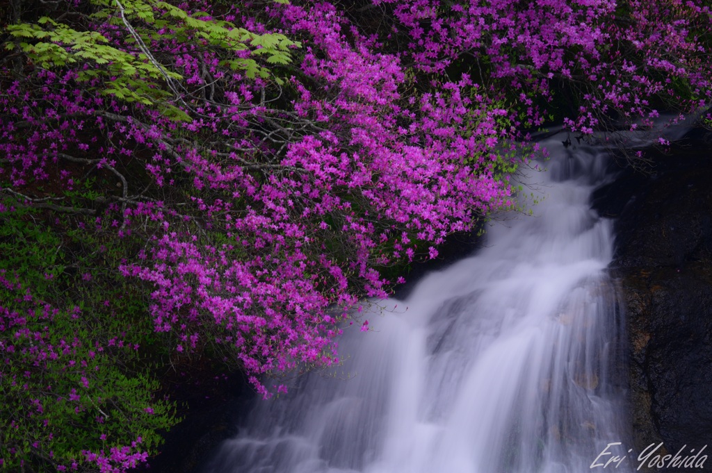 紫色の花咲く滝