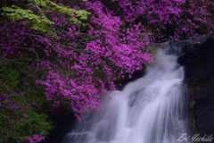 紫色の花咲く滝