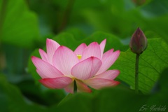 水辺に咲く夏の花