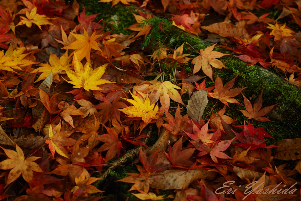 紅葉散る秋