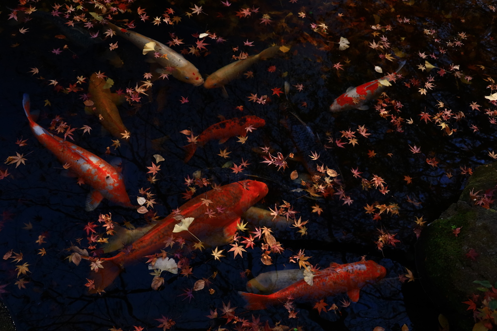 池に浮かぶ紅葉と錦鯉