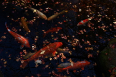 池に浮かぶ紅葉と錦鯉