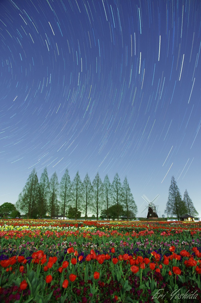 星空の下のチューリップ畑