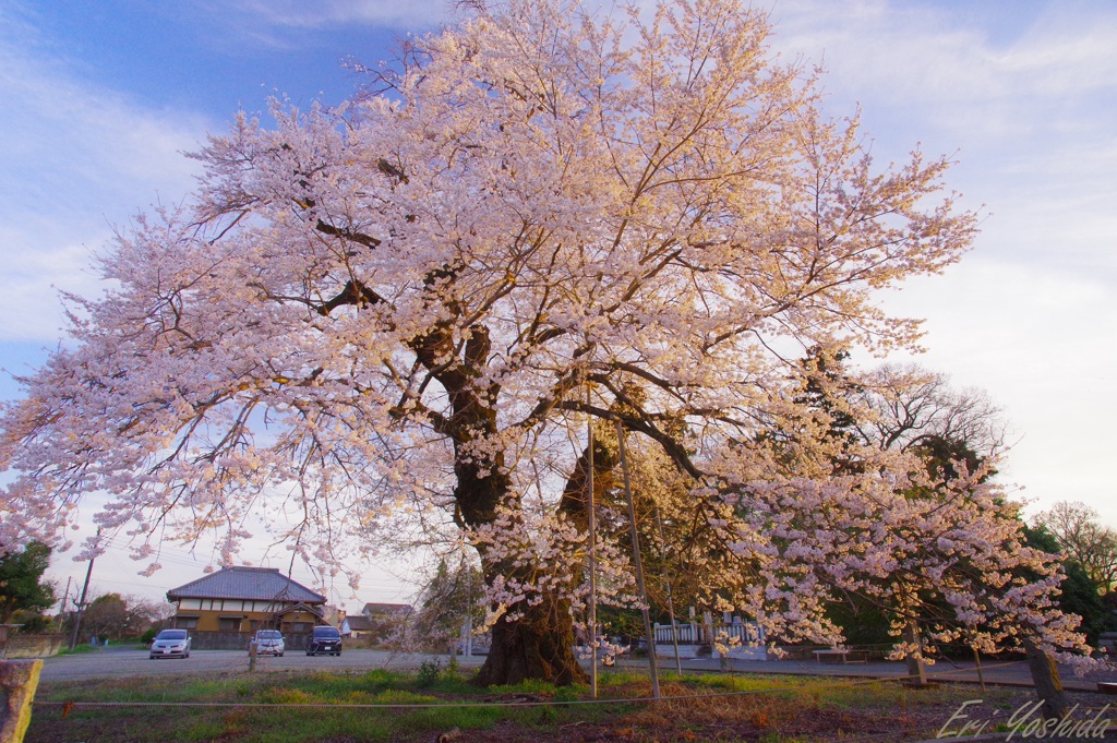 春の夕暮れと桜