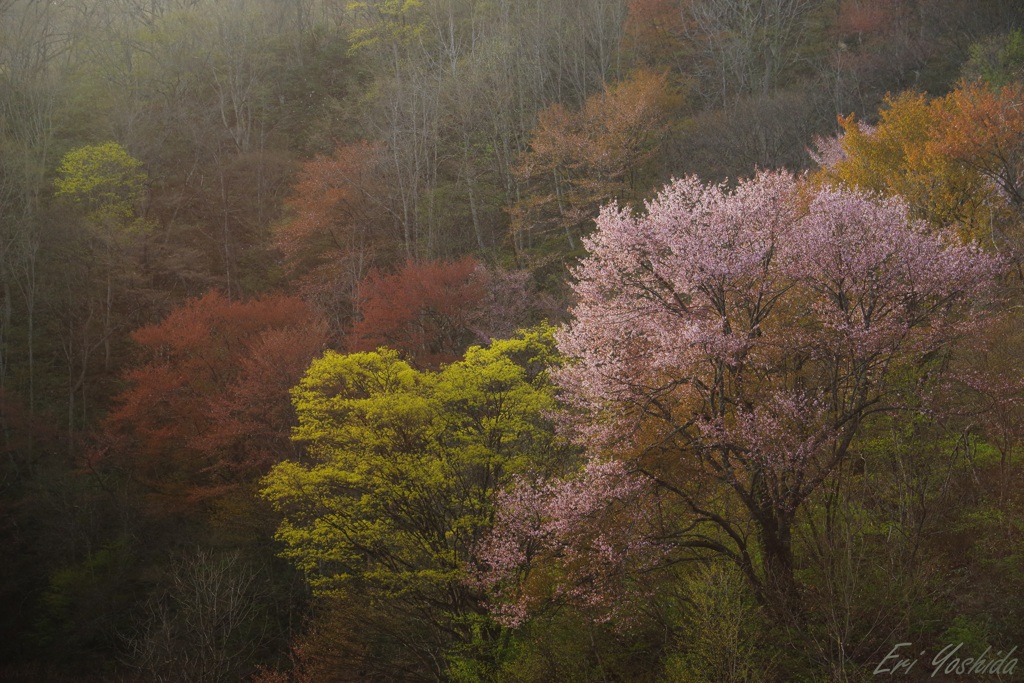 朝陽を浴びる春の山