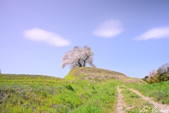 丘の上に咲く一本桜