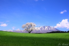  残雪の山と桜 ②