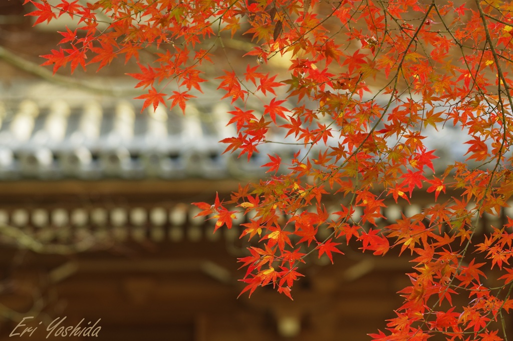 ファインダーから見る紅葉