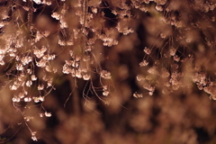 光に浮かぶ桜