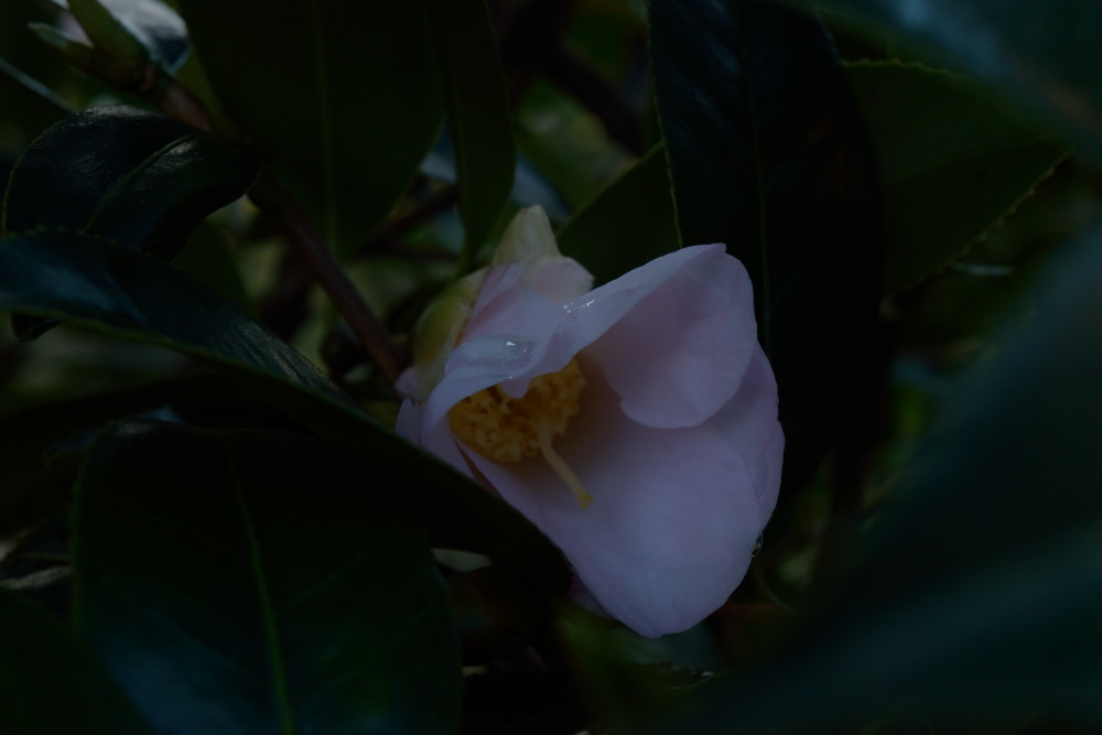 椿