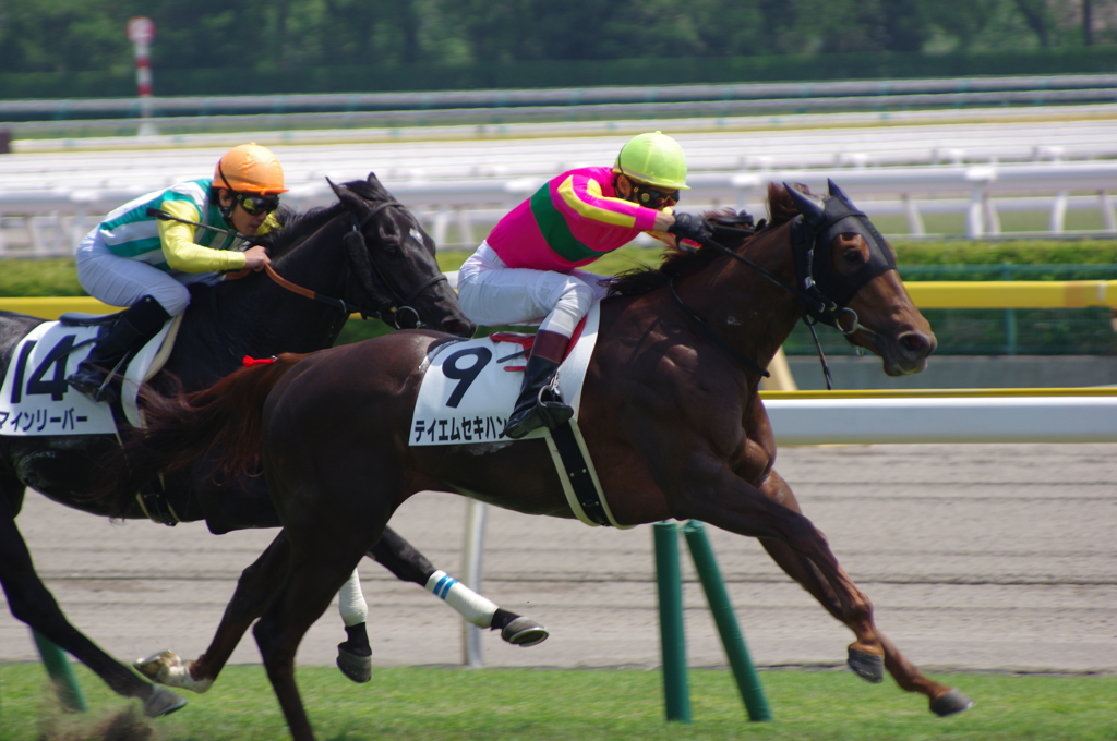 新潟競馬場