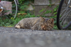 おやすみニャン。