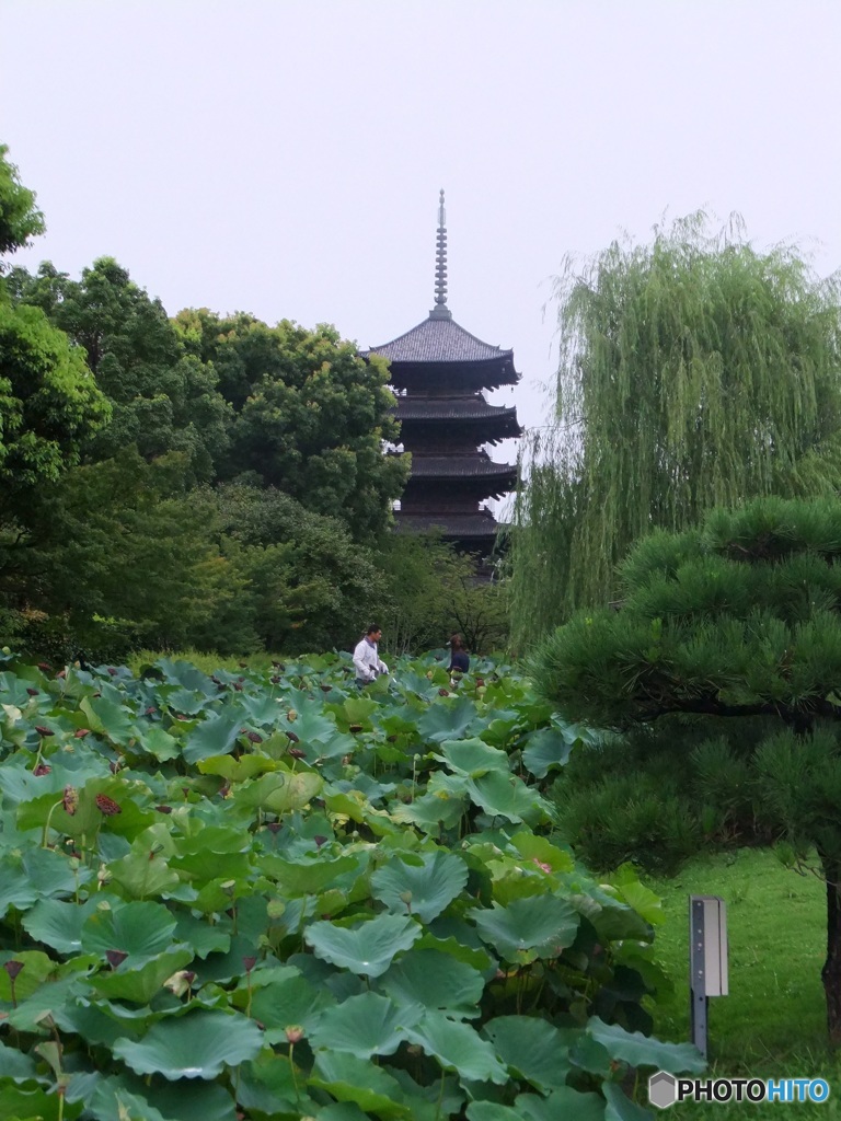 晩夏の東寺