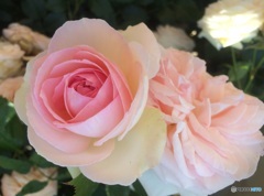 大好きな薔薇